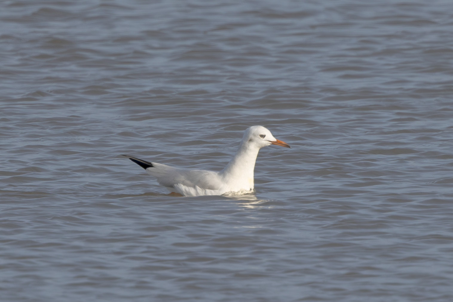Slender-billed Gull