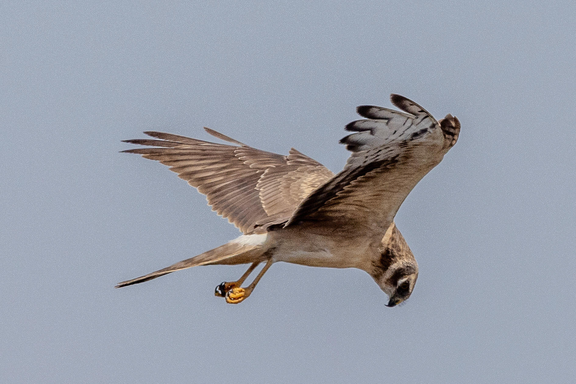 Pallid Harrier