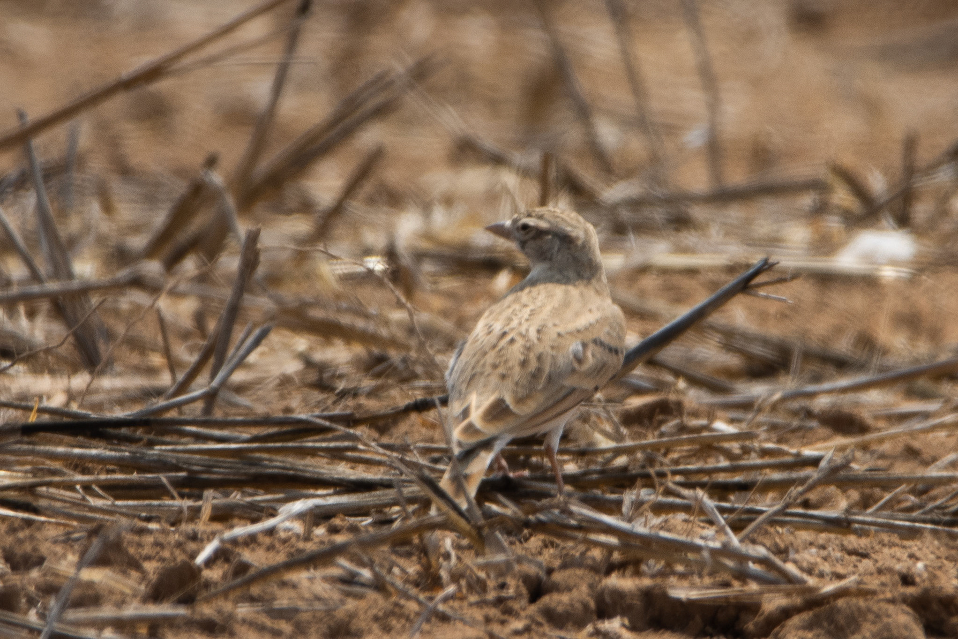 Greater Shprt Toed Lark