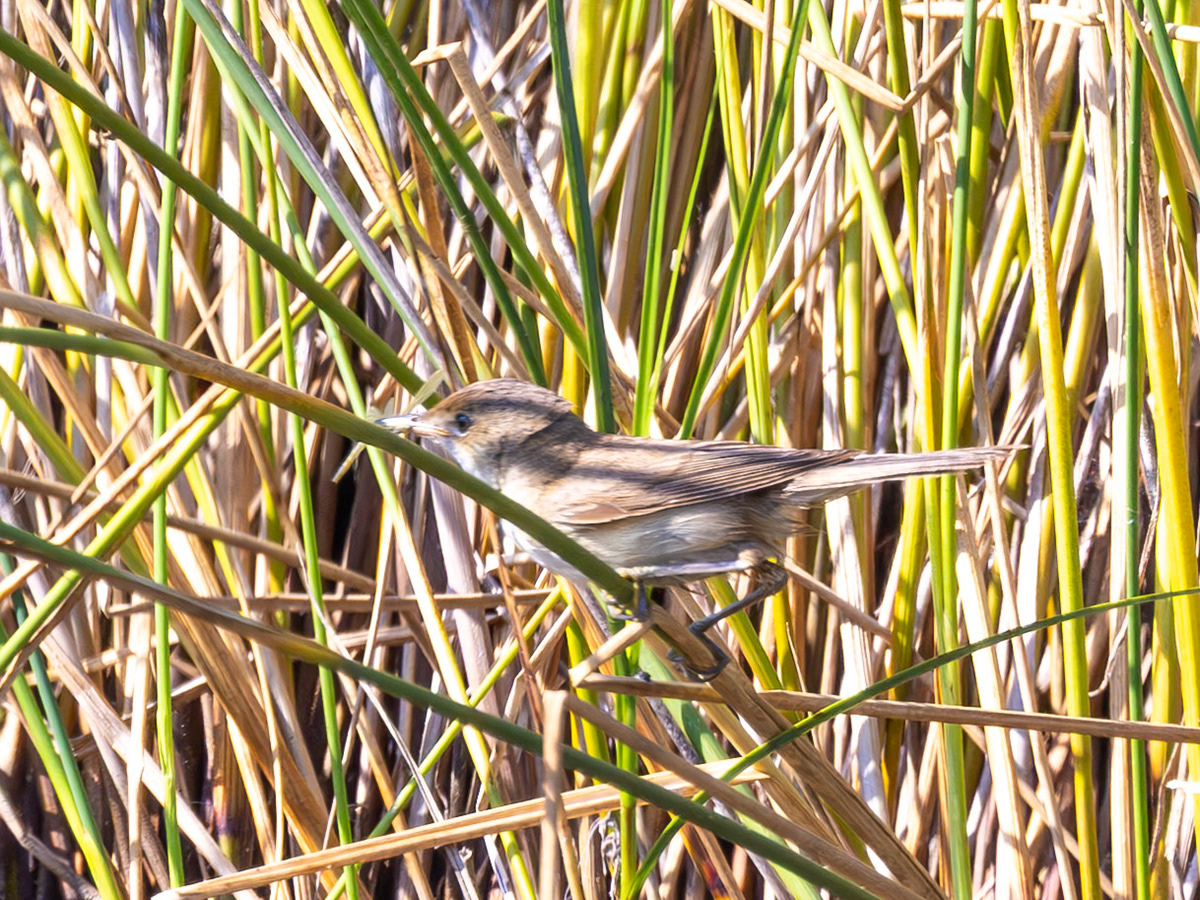 Reed Warbler