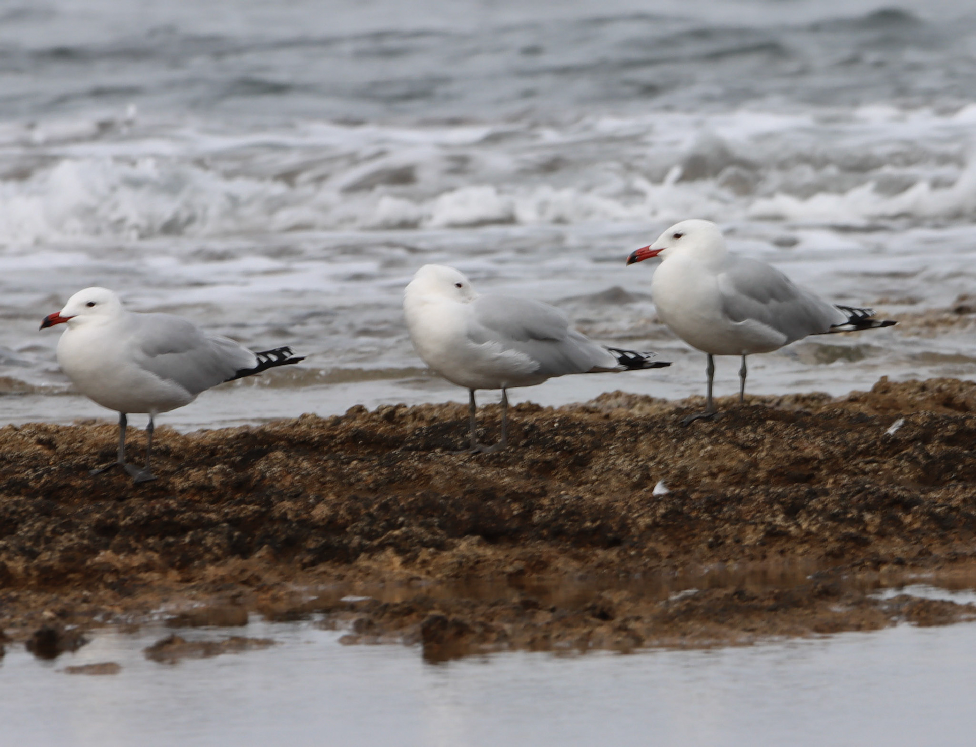 Audoin's Gull