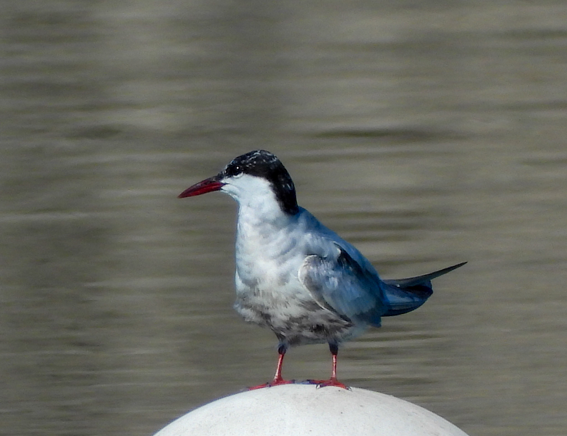 Whiskered Tern