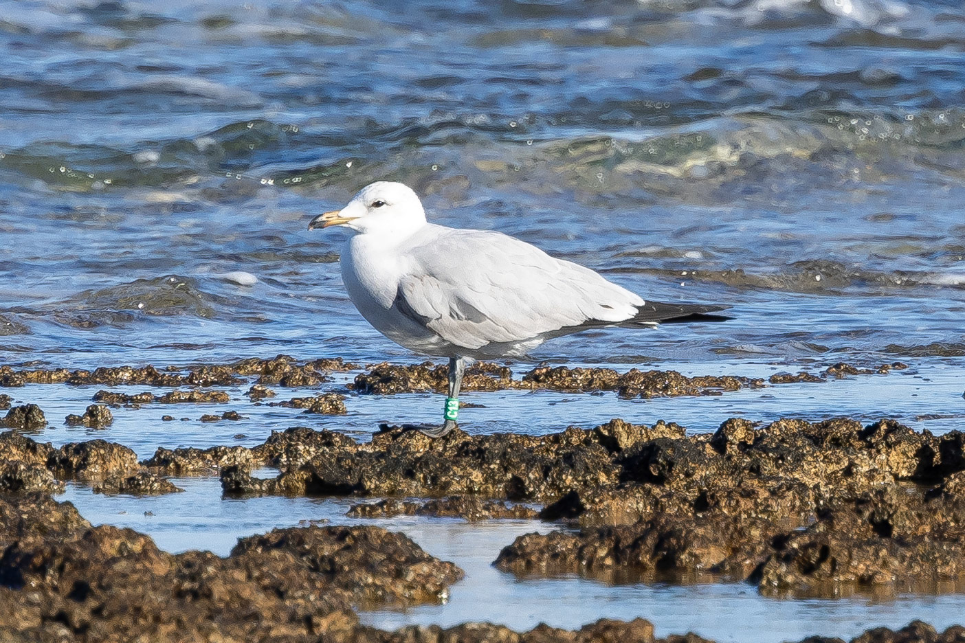 Audouins Gull