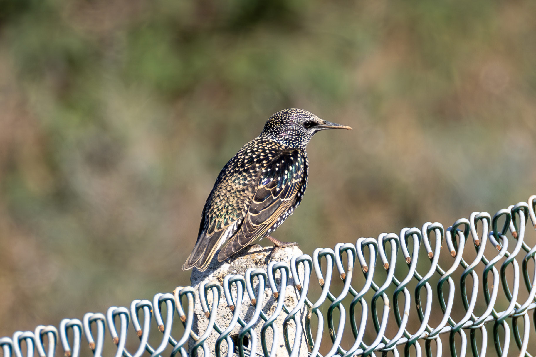 Starling