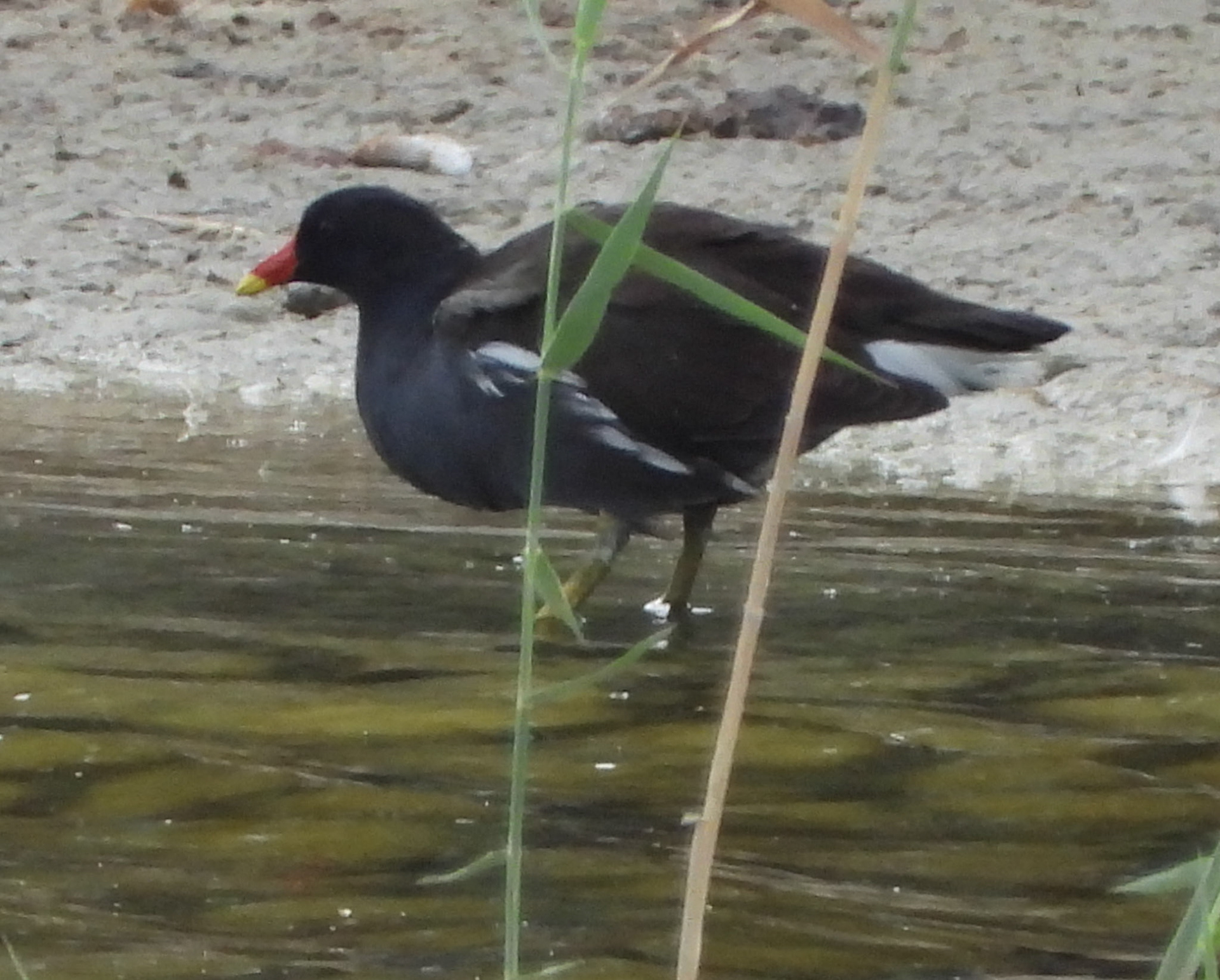 Moorhen