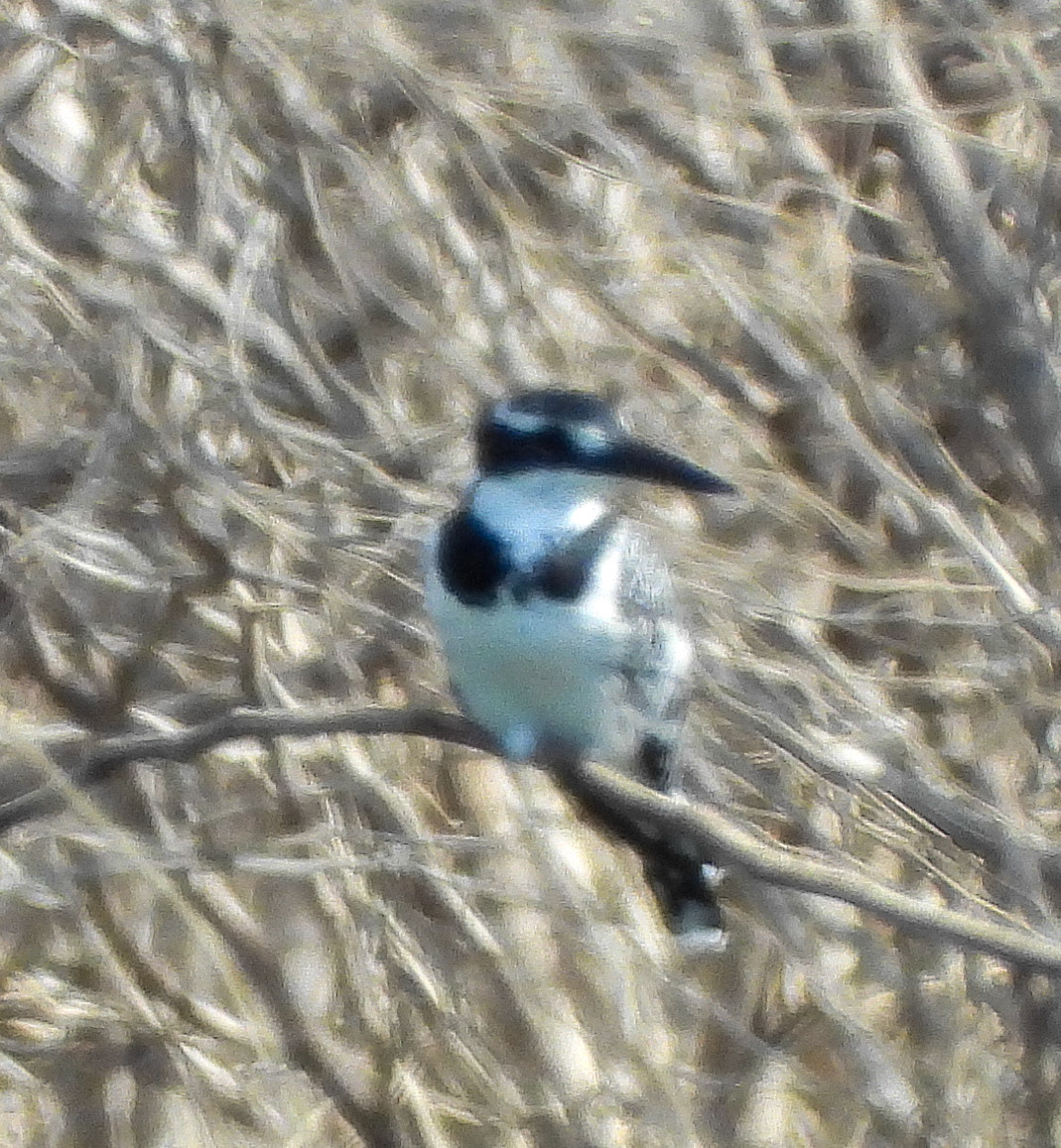 Pied Kingfisher