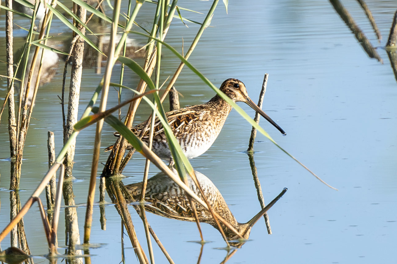 Snipe