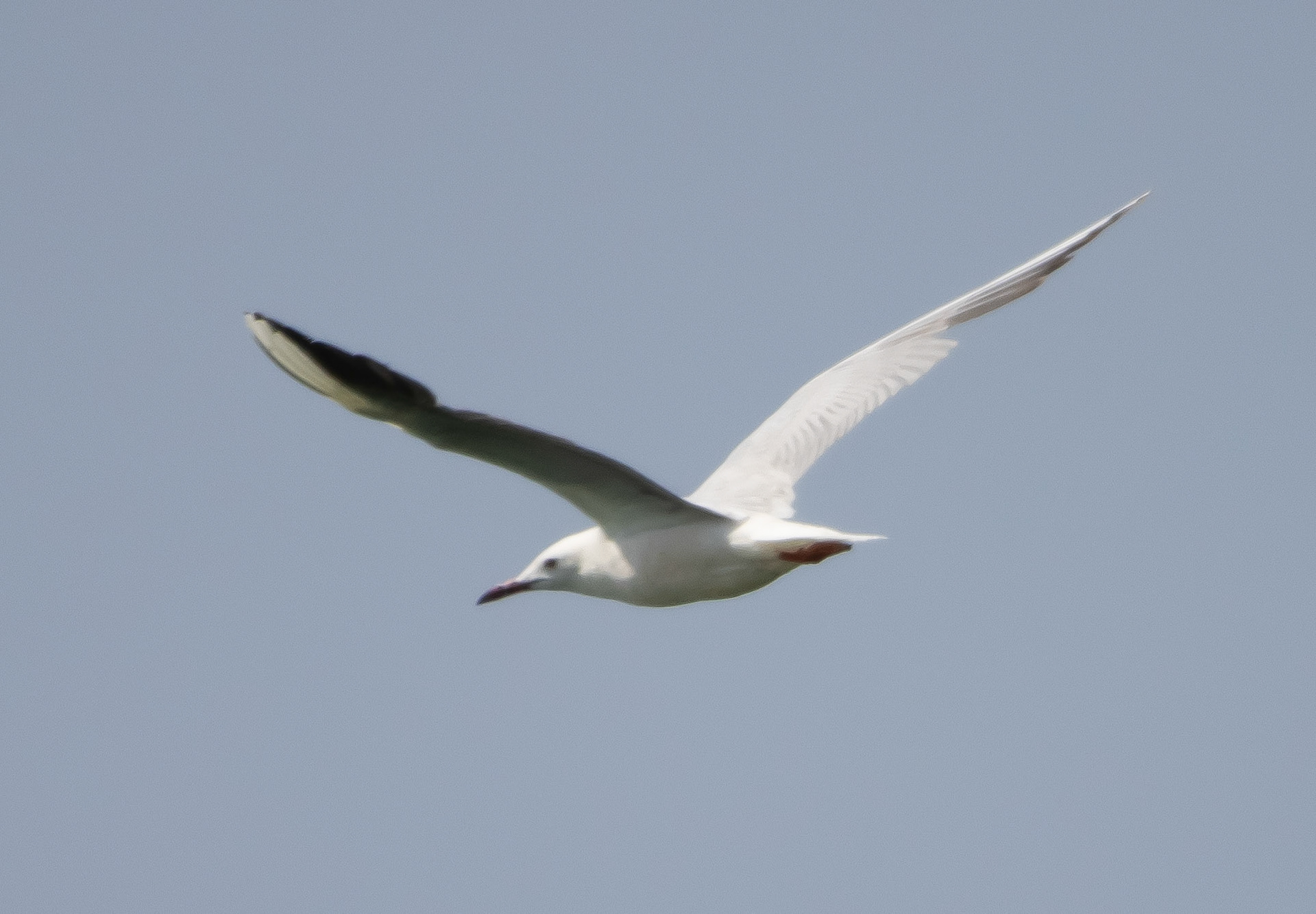 Slender Billed Gull