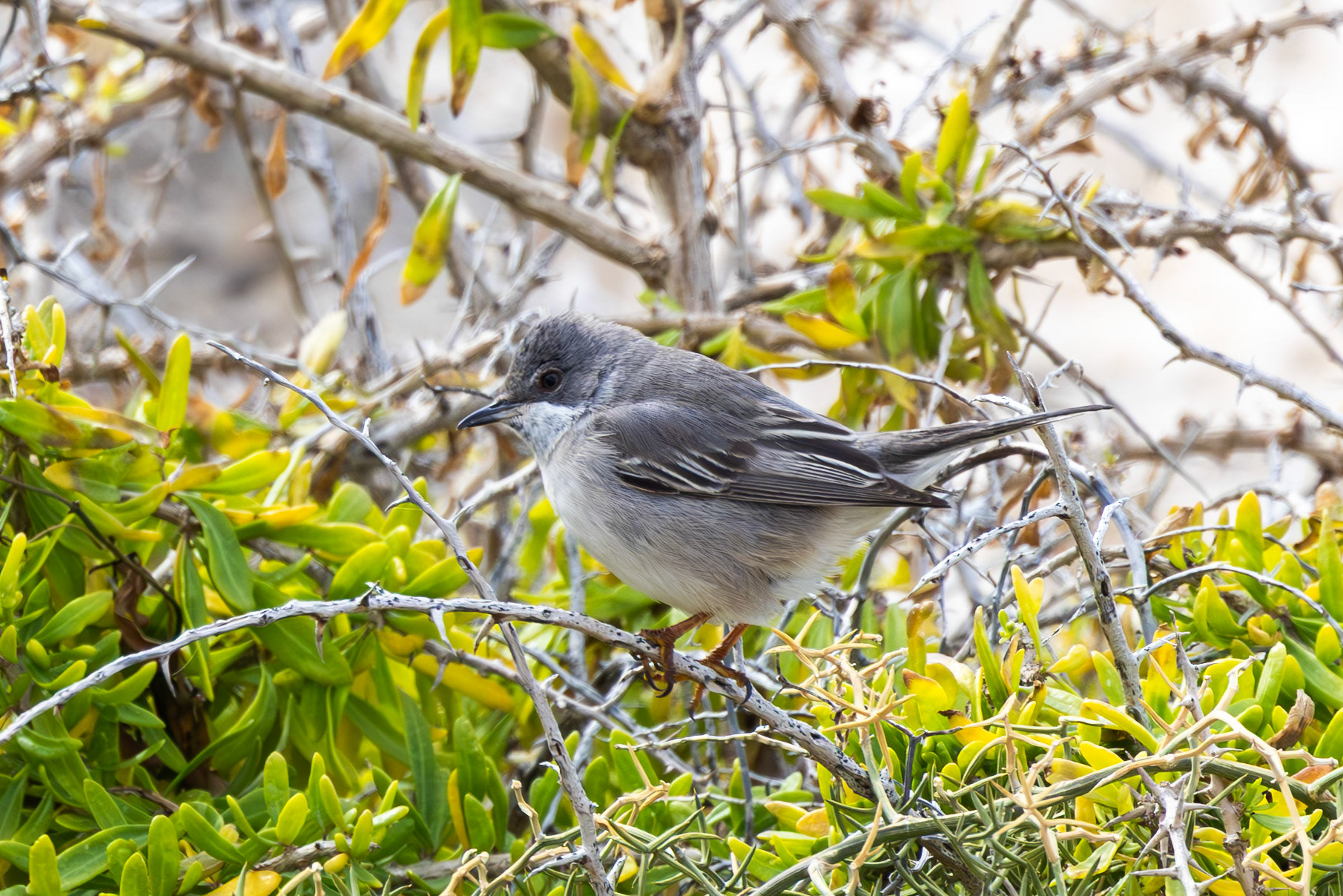 Rûppell's Warbler