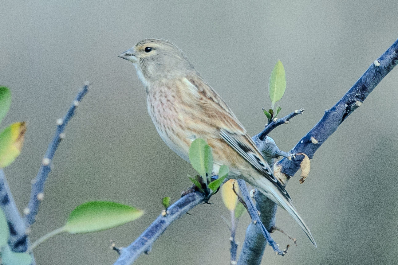 Linnet