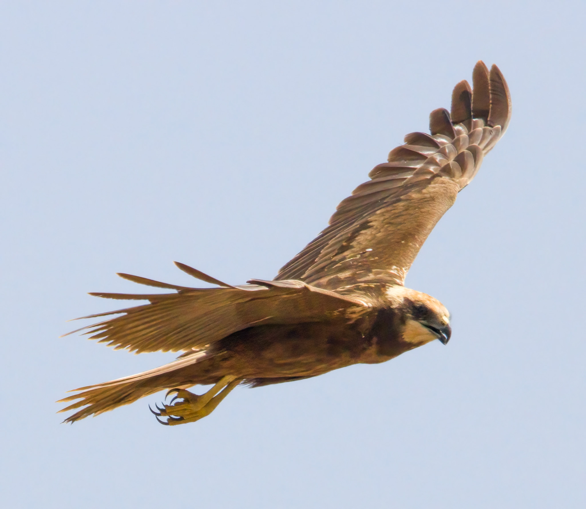Marsh Harrier