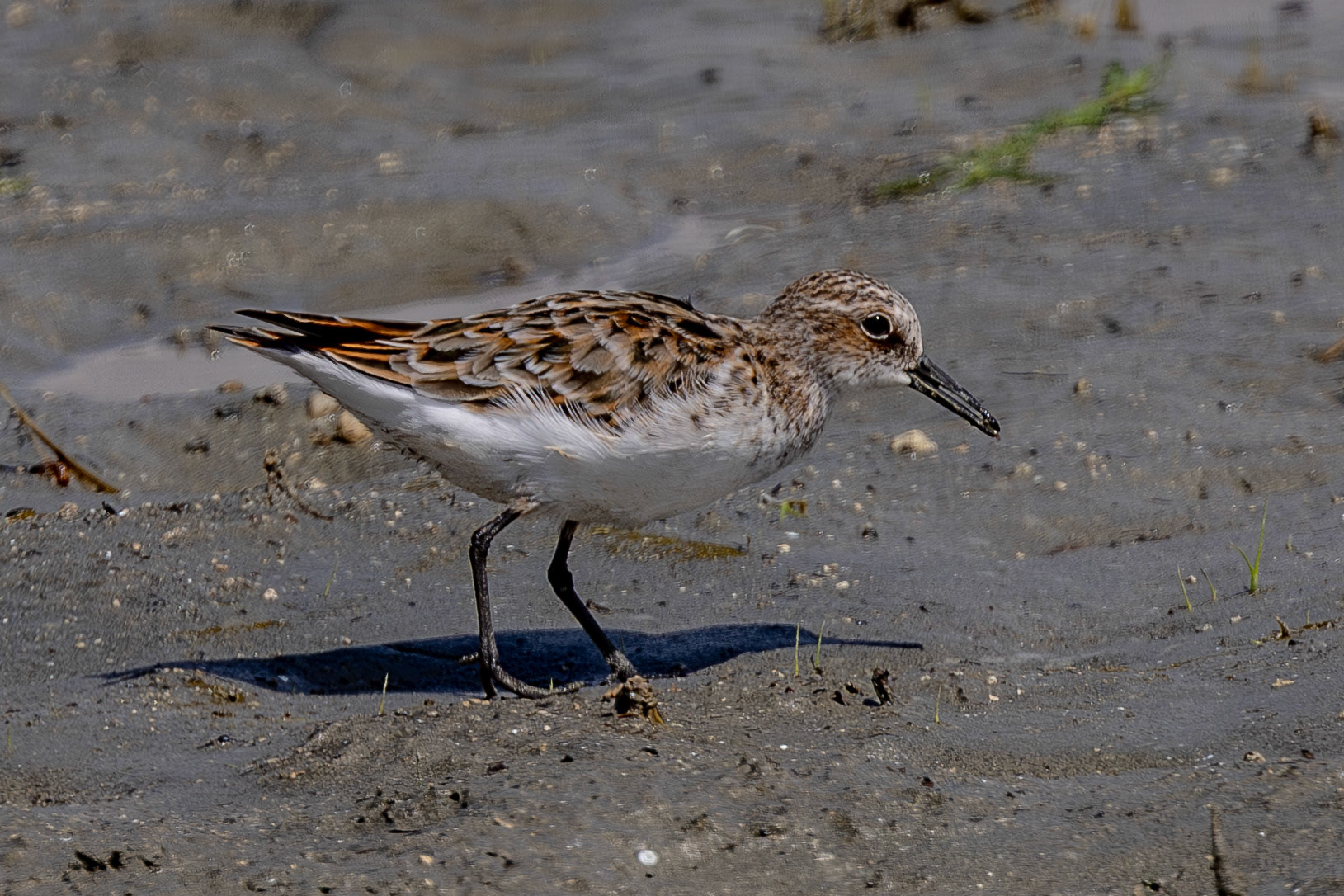 Little Stint