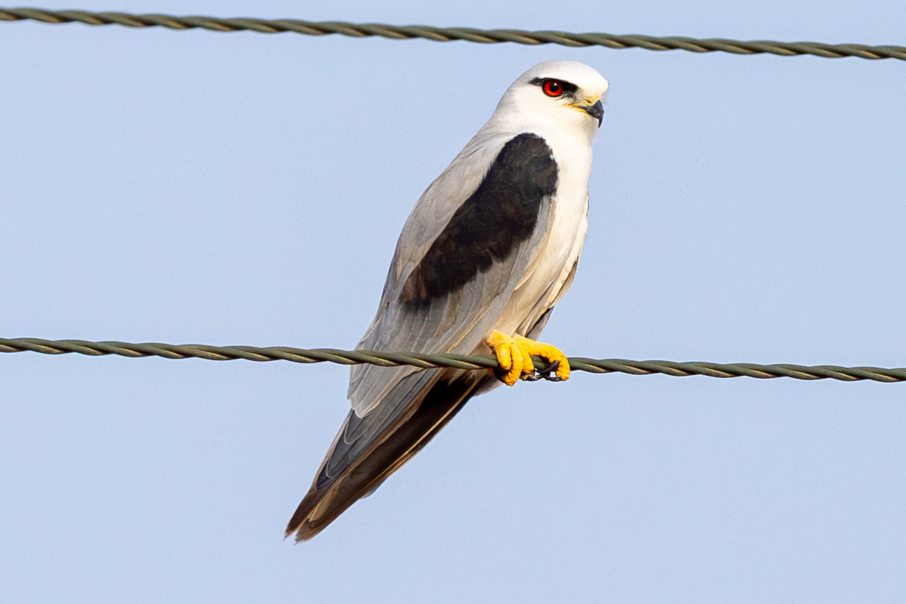 Black-winged Kite