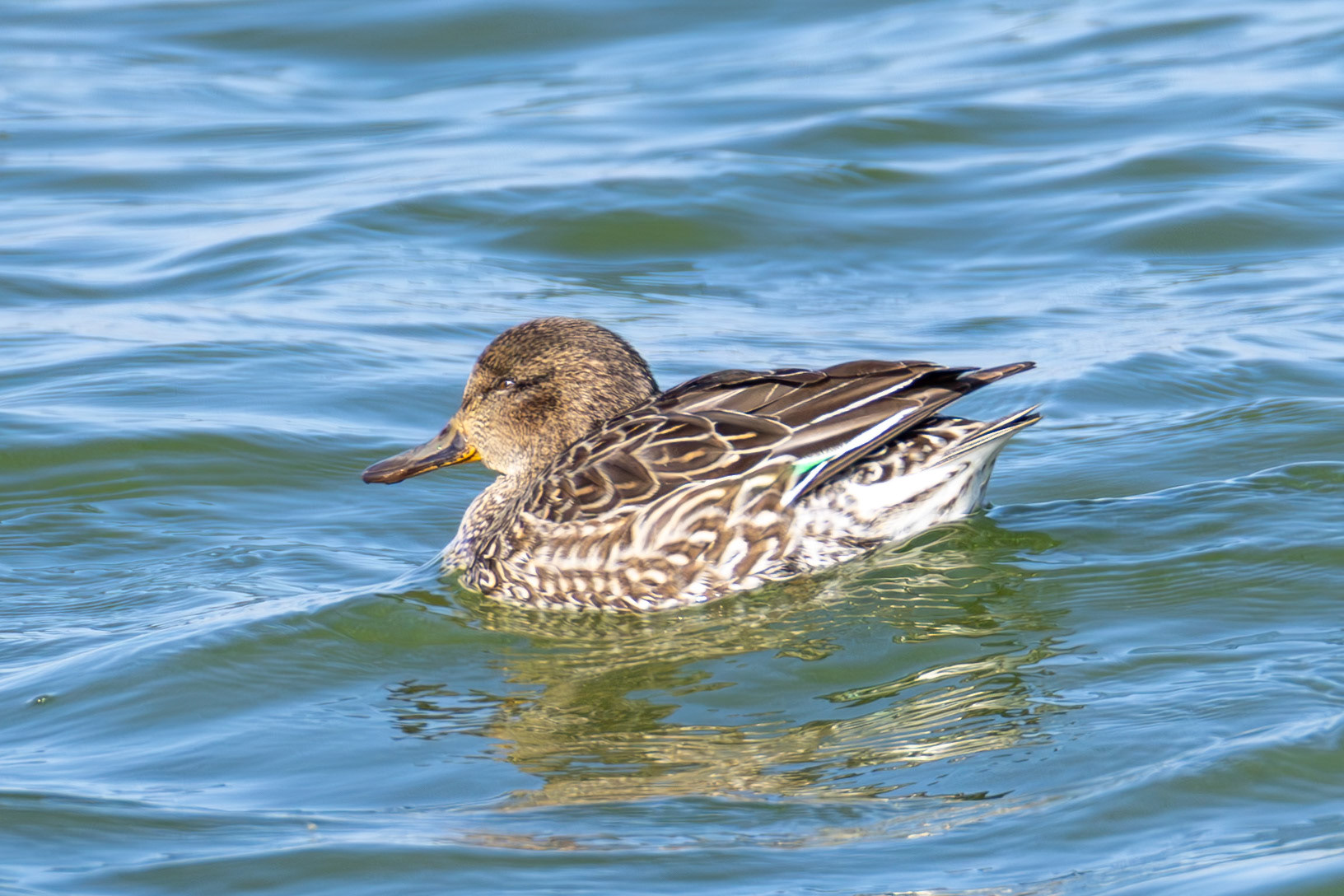 Common Teal