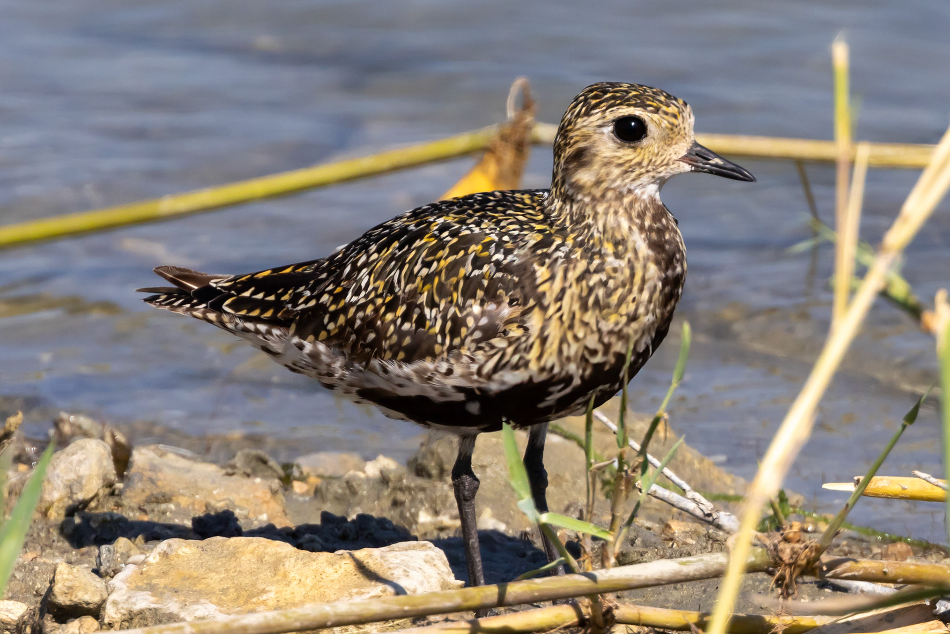 Golden Plover