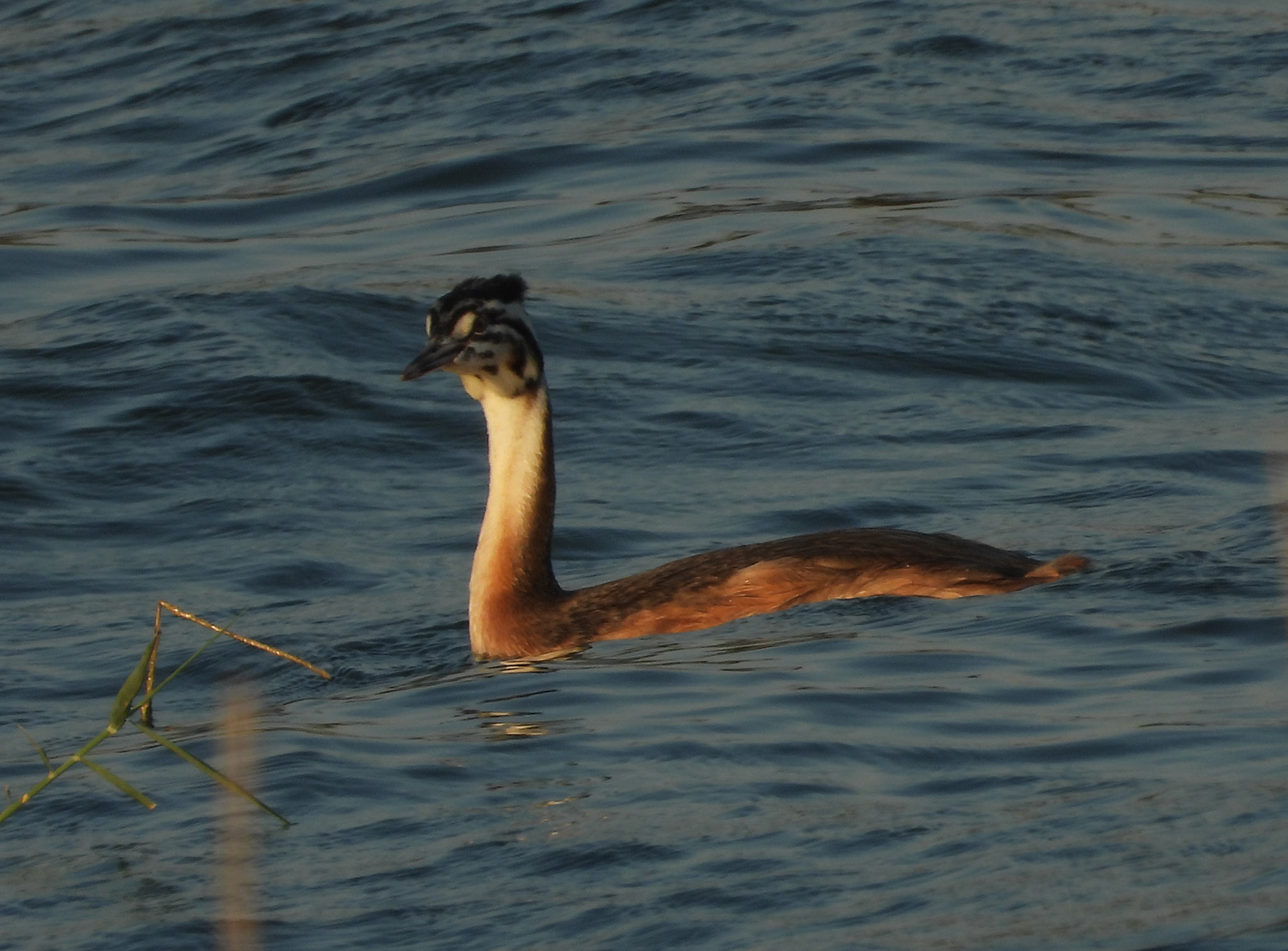 Great Crested Grebe