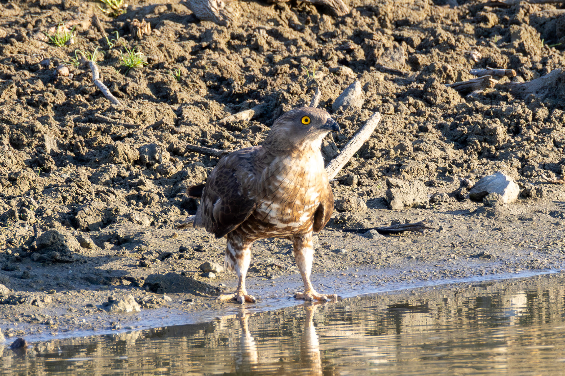 European Honey Buzzard