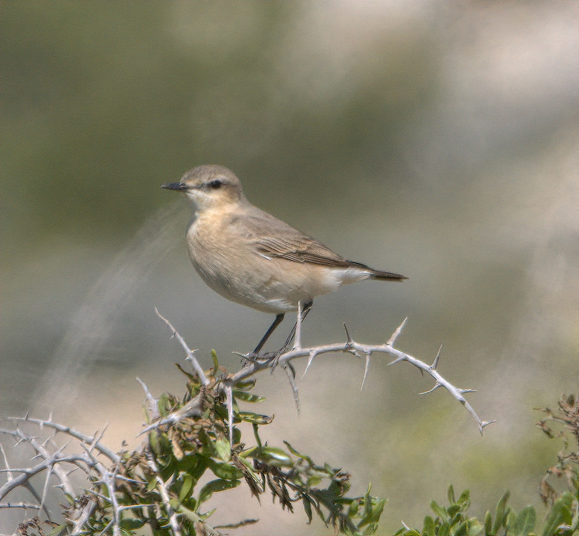 Northern Wheatear (F)