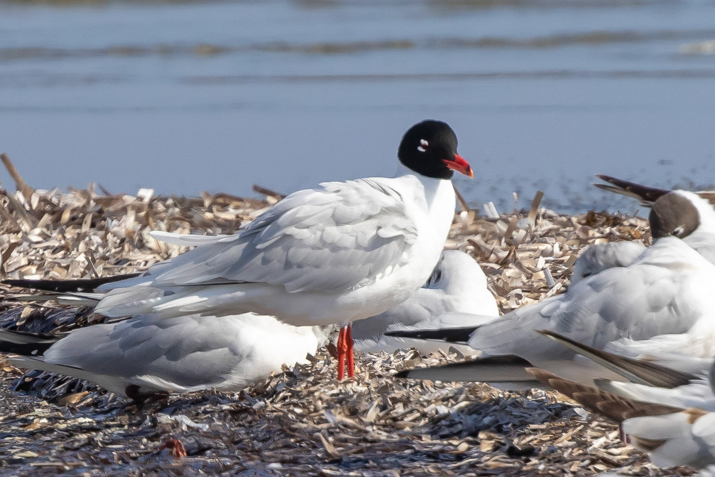 Mediterranean Gull