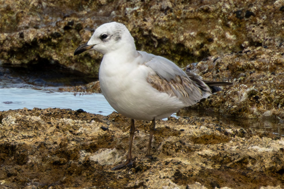 Mediterranean Gull