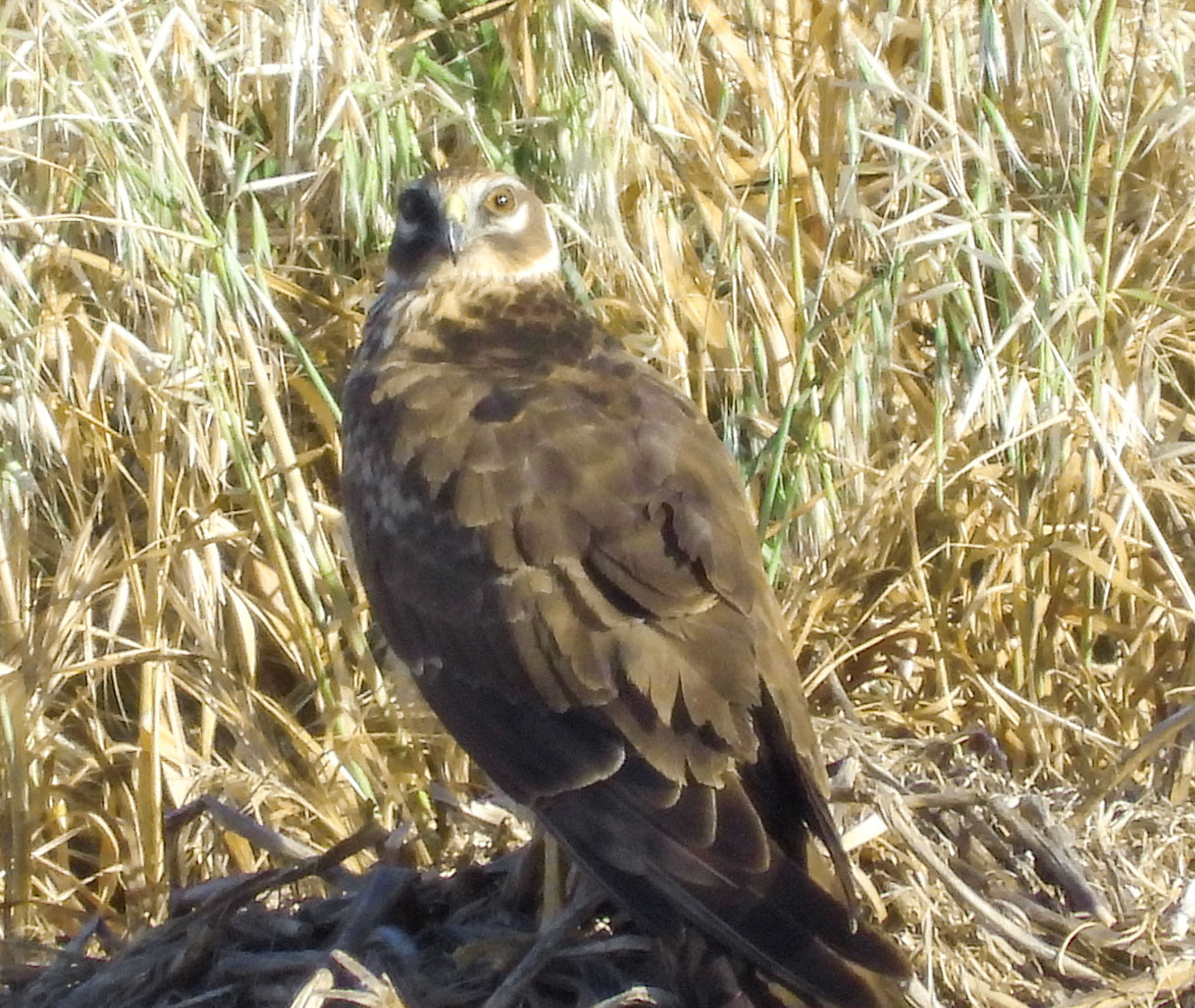 Montagu's Harrier