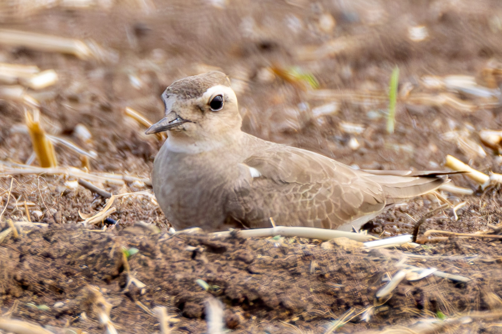 Caspian Plover