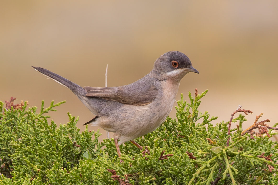 Menetries Warbler