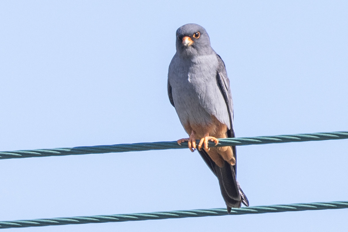 Red-footed Falcon