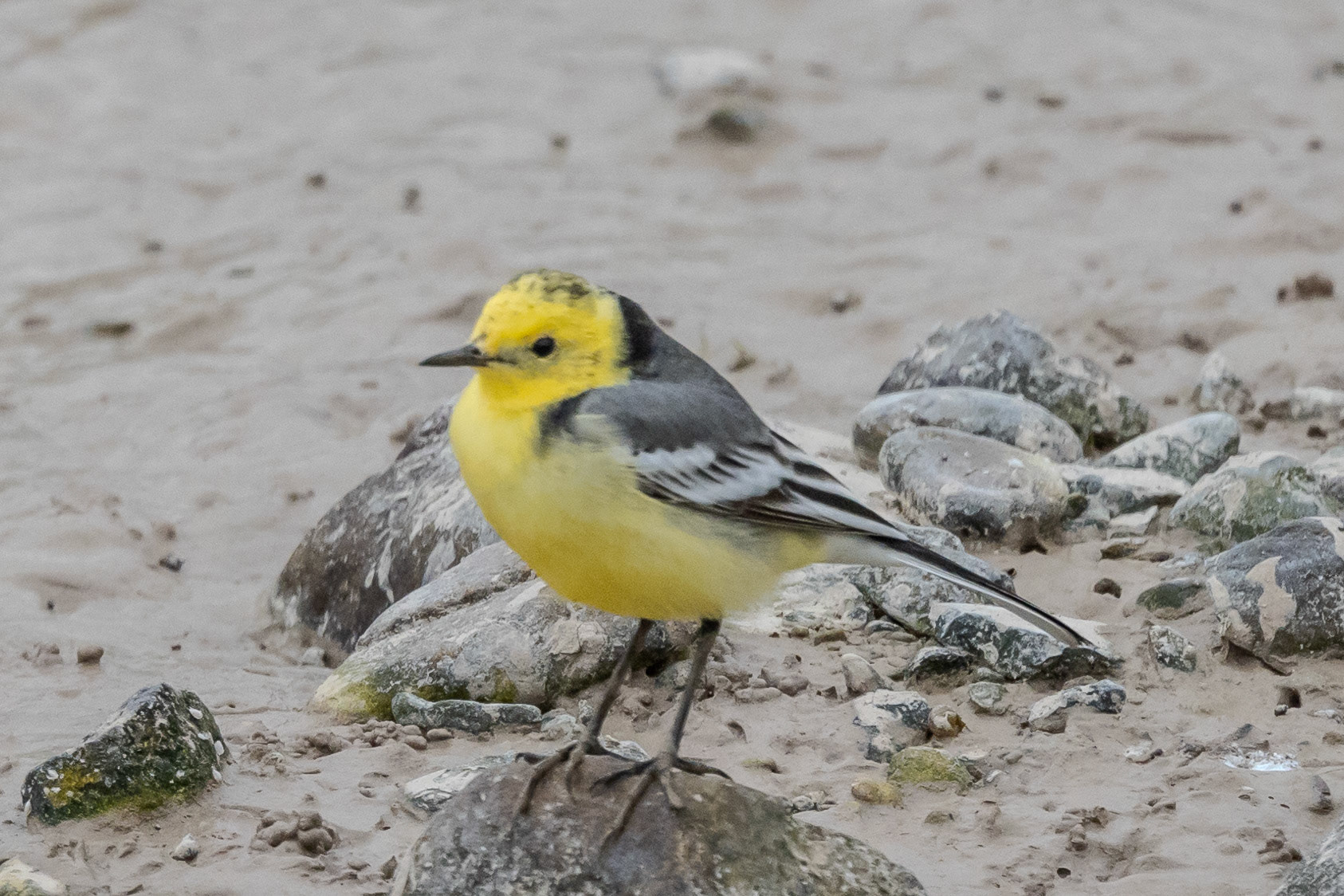 Citrine Wagtail