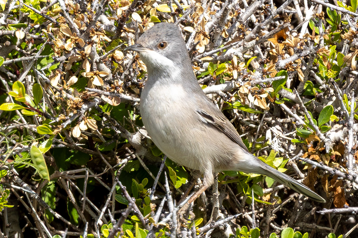 Rüppell's Warbler