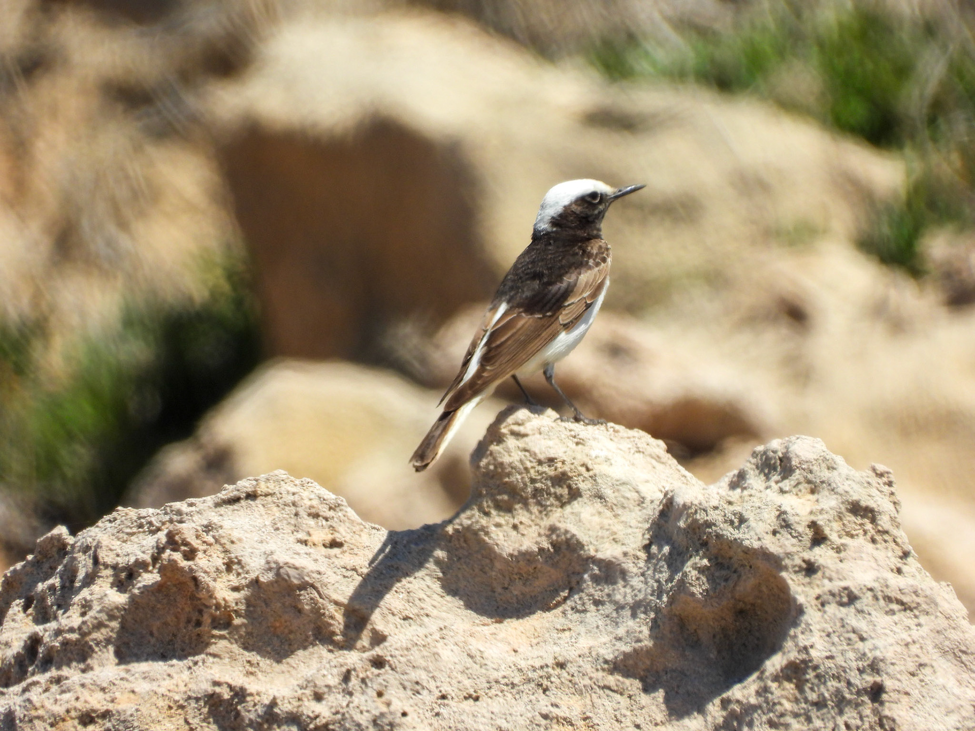 Hooded Wheatear