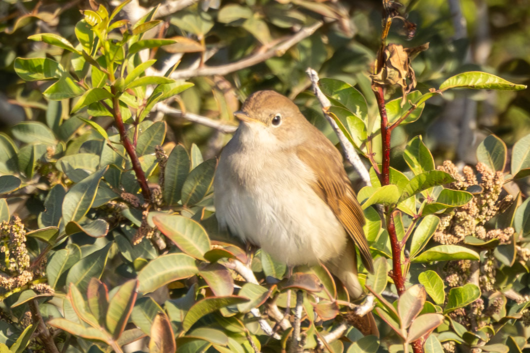 Common Nightingale