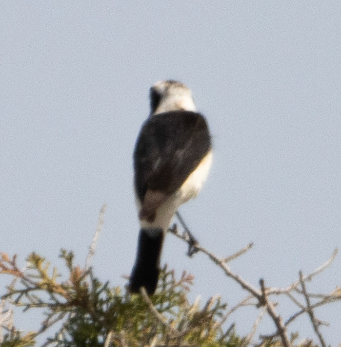 Cyprus Wheatear