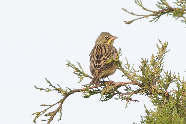 Ortolan Bunting
