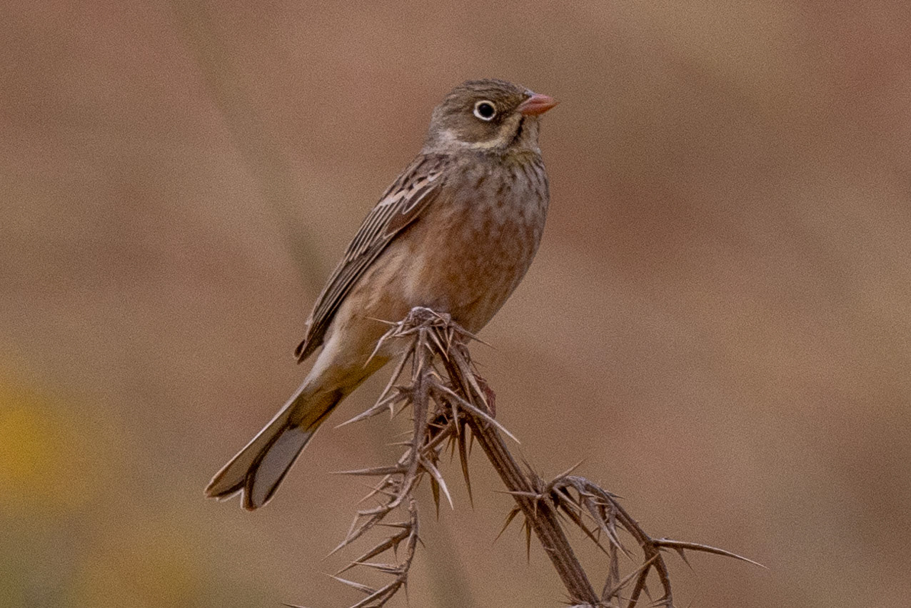 Ortolan Bunting