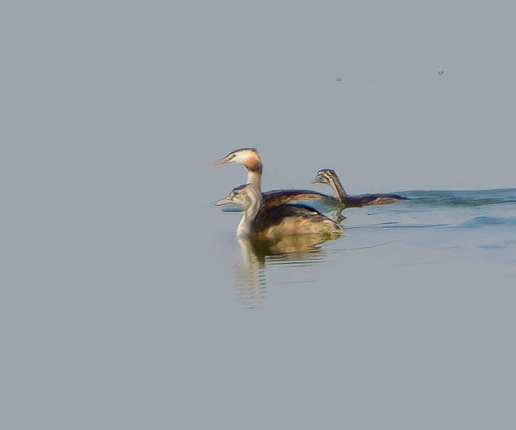Great Crested Grebe