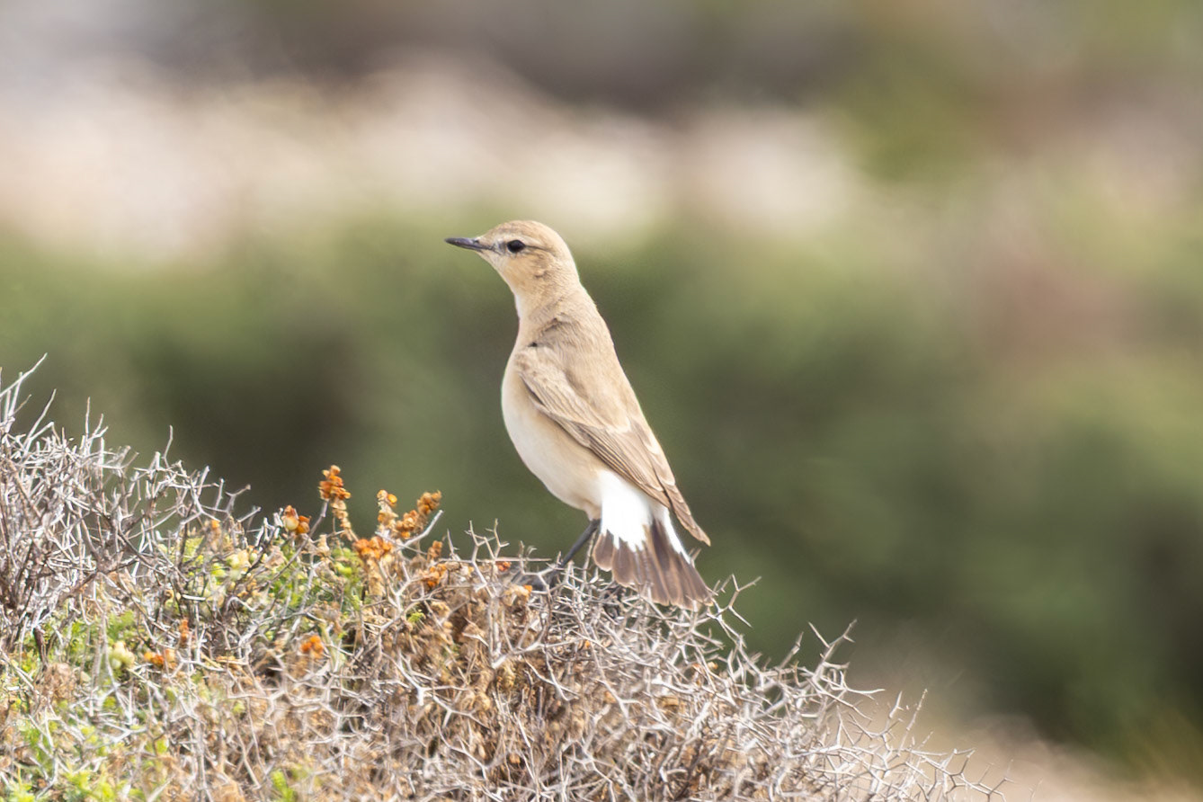Isabelline Wheatear