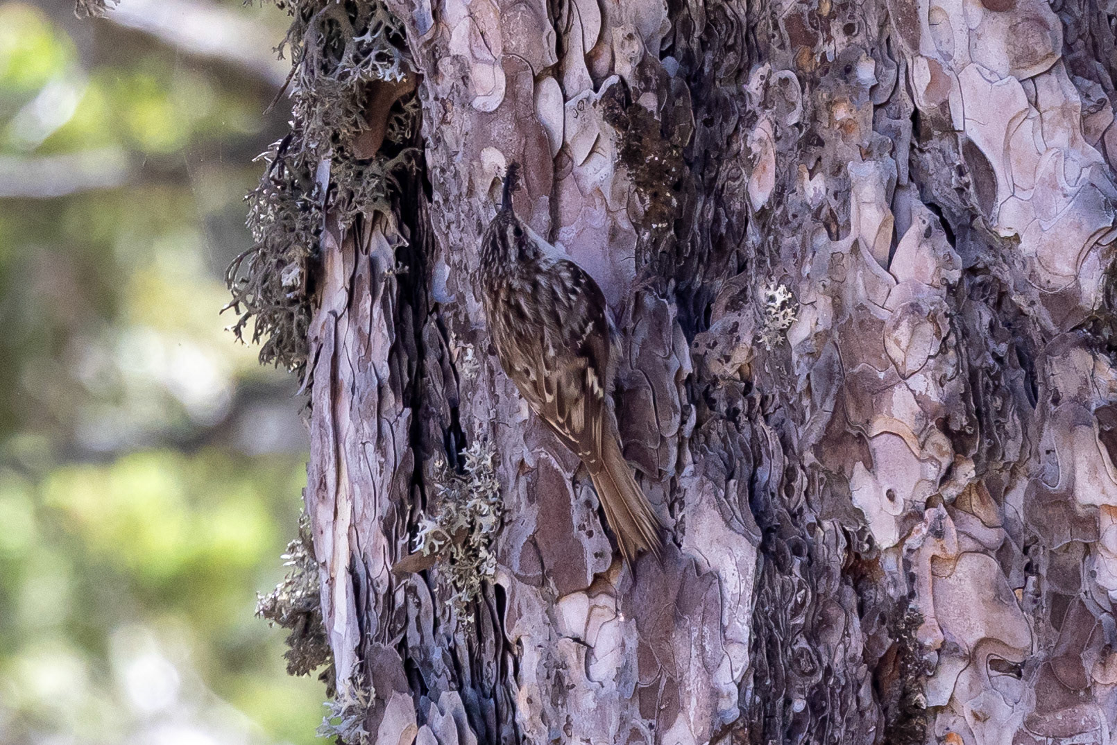 Short-toed Treecreeper