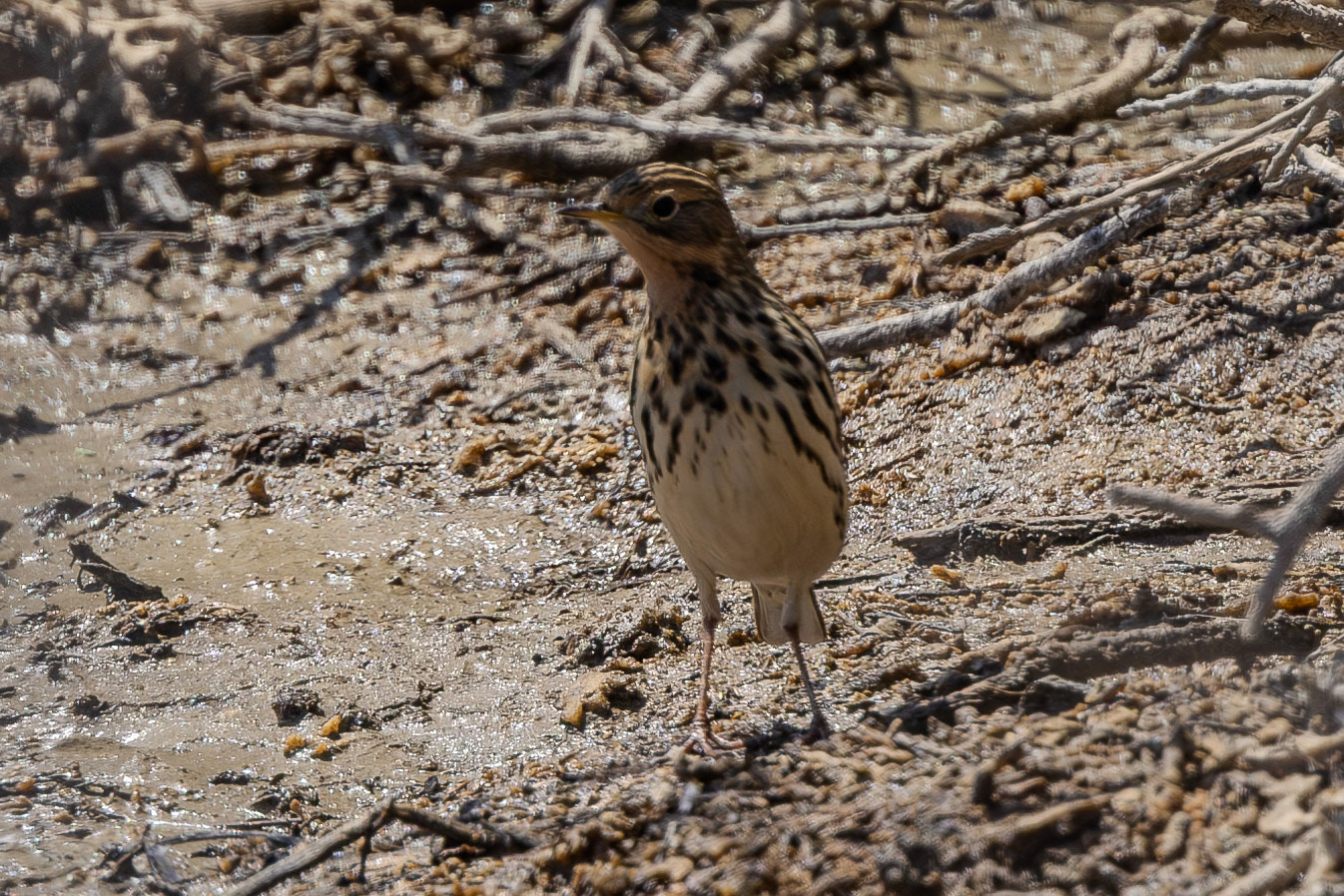 Red-throated Pipit
