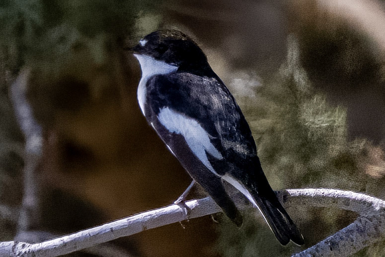 Pied Flycatcher