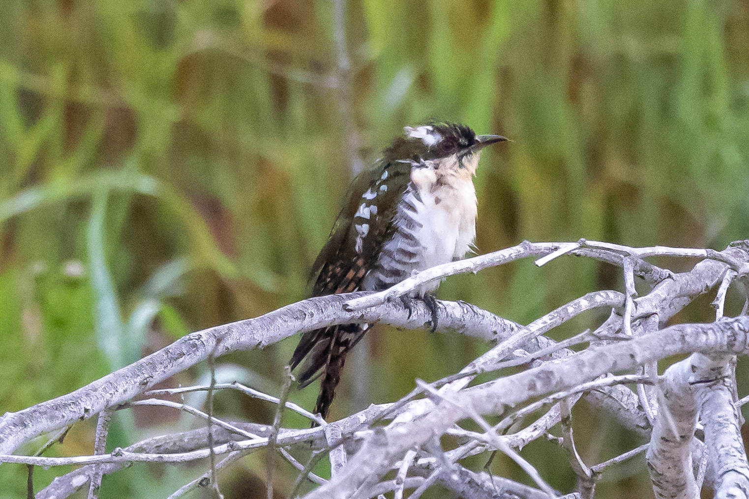Diederik Cuckoo