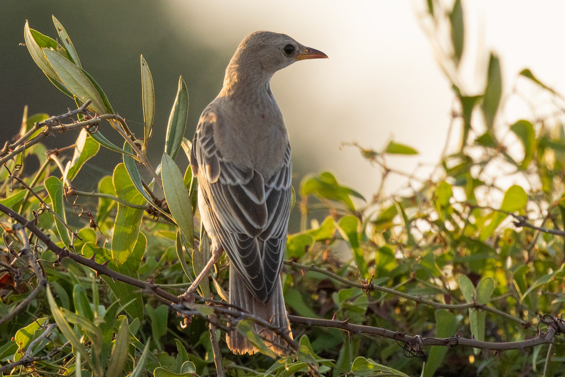Rose-coloured Starling