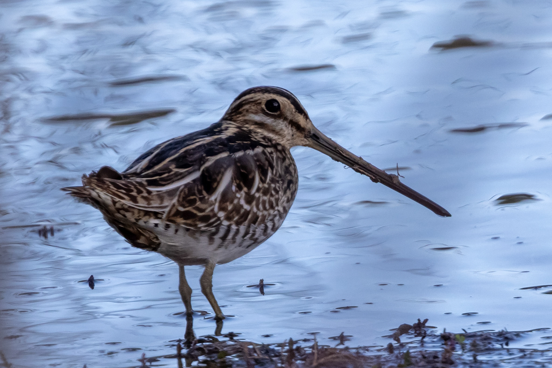 Snipe