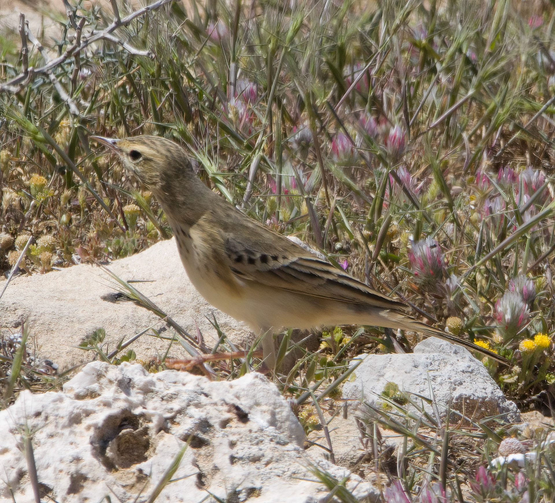 Tawny Pipit