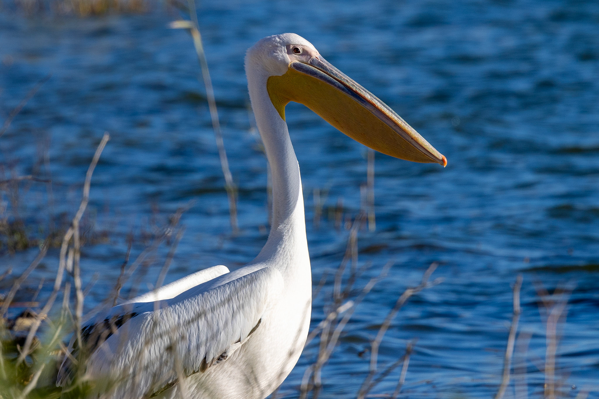 Great White Pelican