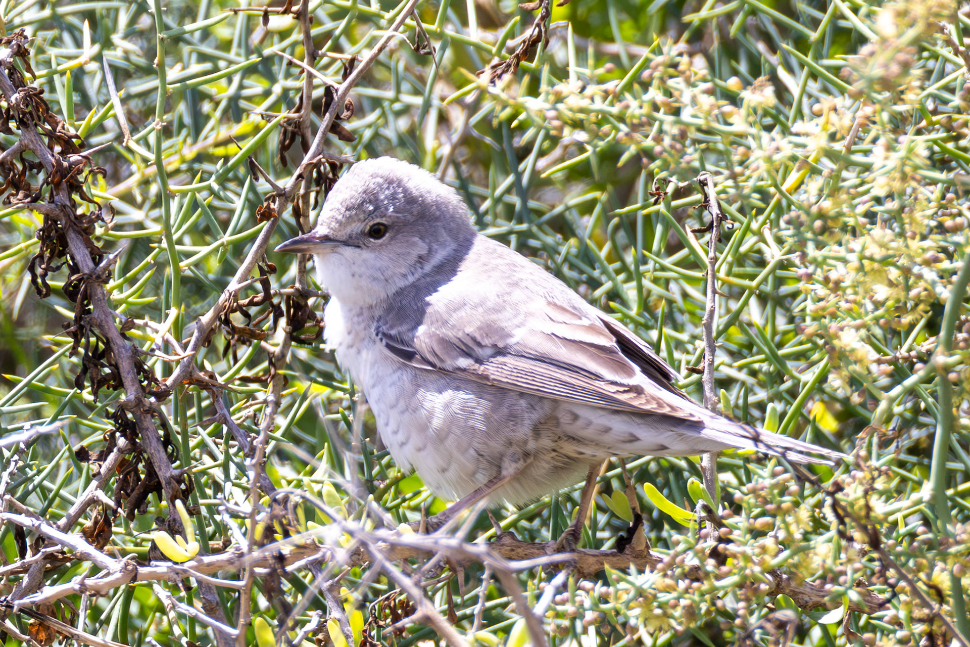 Barred Warbler