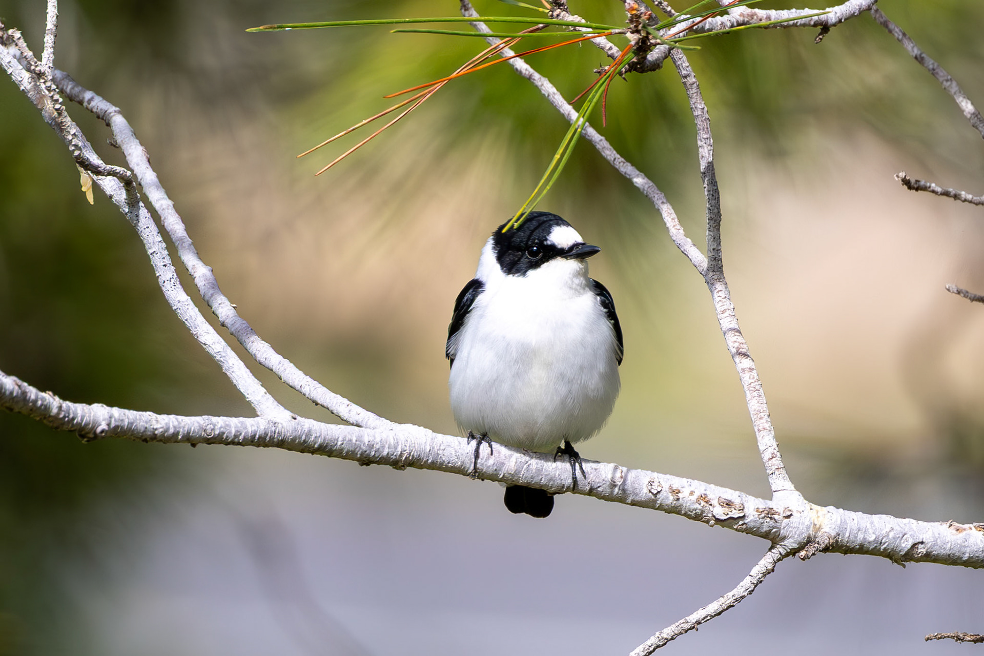 Collared Flycatcher