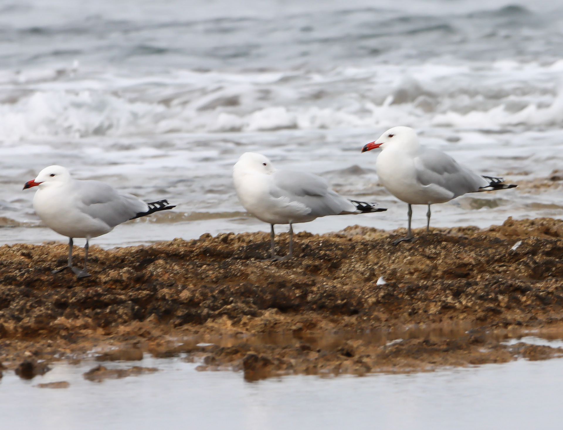 Audoin's Gull