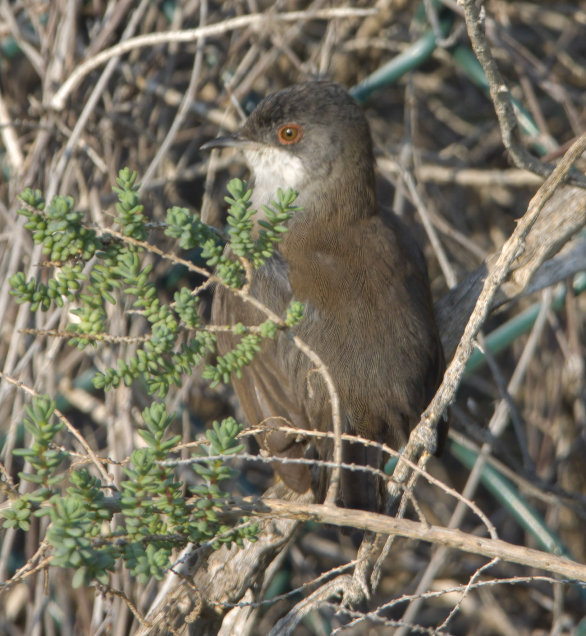 Sardinian Warbler