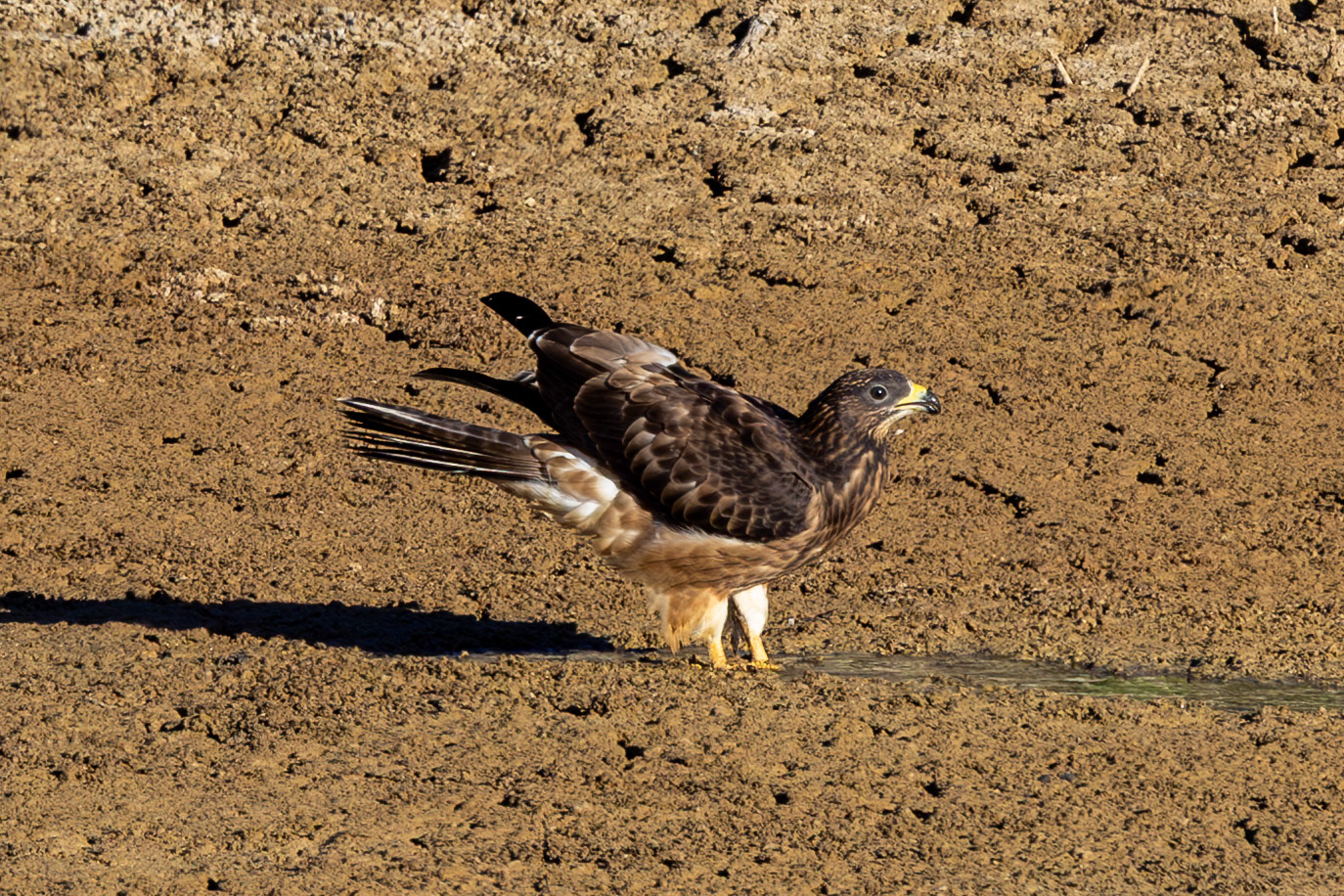 Honey Buzzard